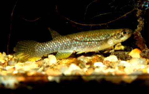 Laimosemion strigatus