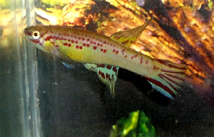 Aphyosemion hera