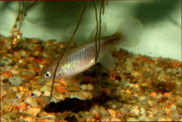 Nothobranchius flammicomantis