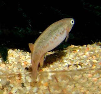 Kryptolebias marmoratus