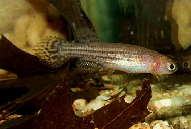 Neofundulus splendidus