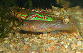 Fundulopanchax mirabilis intermittens