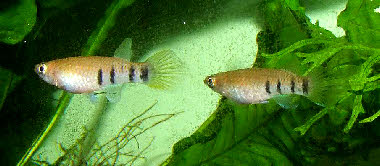 Epiplatys chaperi chaperi 