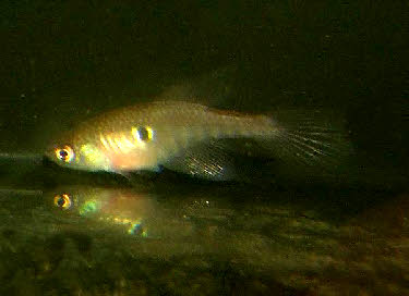 Spectrolebias filamentosus