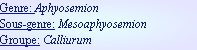 Genre: Aphyosemion
Sous-genre: Mesoaphyosemion
Groupe: Calliurum