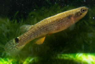 Laimosemion ( Rivulus ) agilae