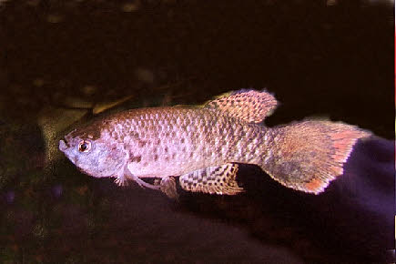 Austrofundulus limnaeus