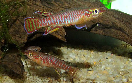 Aphyosemion exiguum