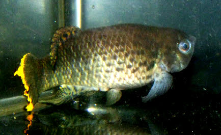 austrofundulus leohoignei