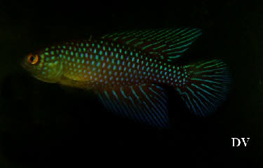 Hypsolebias  fulminantis