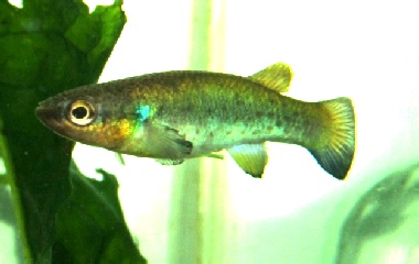 Rivulus cylindraceus
