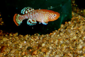 Nothobranchius rachovii