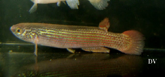 Anablepsoides(Rivulus)rubrolineatus