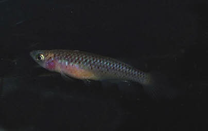 Nothobranchius geminus