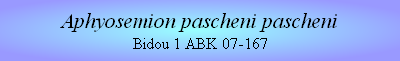 Aphyosemion pascheni pascheni
Bidou 1 ABK 07-167