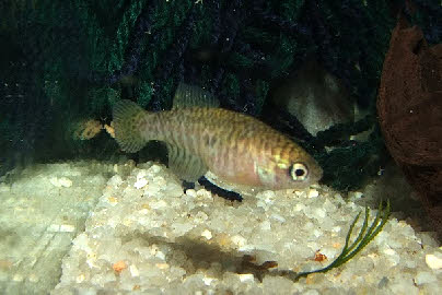 Simpsonichthys margaritatus