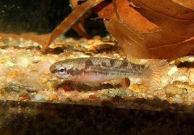 Rivulus sladkowskii