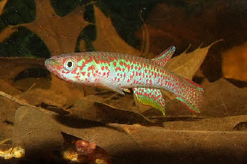 Aphyosemion  sp.
