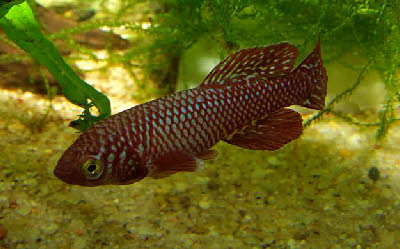 Nothobranchius kadleci