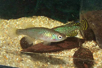 Nothobranchius  ruudwildekampi