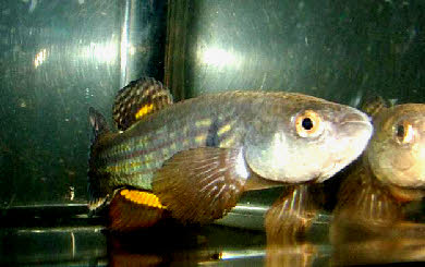 Neofundulus splendidus