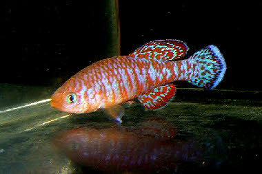 Nothobranchius symoensi Nothobranchius symoensi