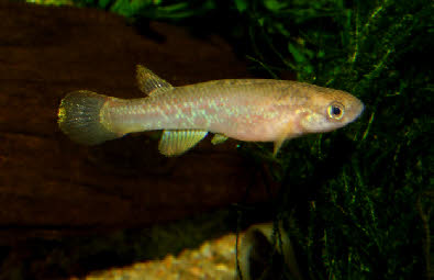 Laimosemion(Rivulus) cladophorus