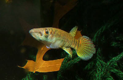 Epiplatys togolensis