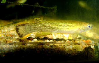 Cynodonichthys brunneus