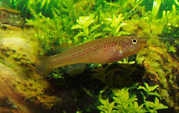 Fundulopanchax mirabilis moensis