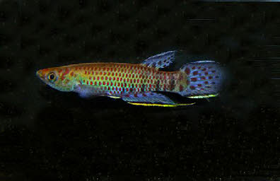 Epiplatys hildegarde