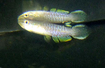 Aplocheilus panchax panchax