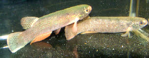 Anablepsoides(Rivulus) igneus