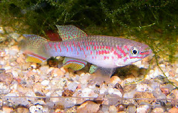 Fundulopanchax rubrolabialis