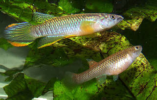 Epiplatys olbrechtsi olbrechtsi