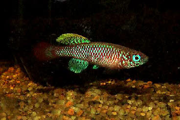 Nothobranchius kilomberoensis