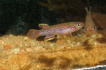  Aphyosemion sp. 