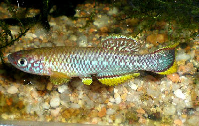 Fundulopanchax cinnamomeus