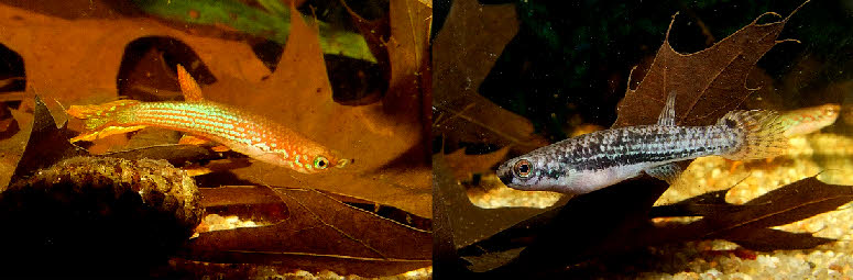 Laimosemion mahdiaensi