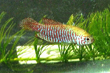 Simpsonichthys margaritatus