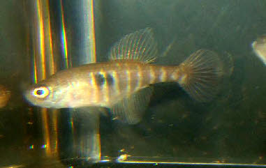 Spectrolebias brousseaui