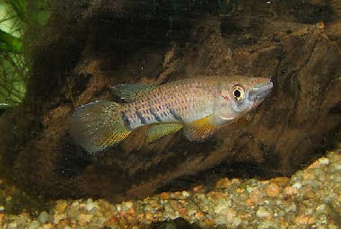 Epiplatys chaperi chaperi 