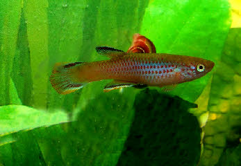 Aphyosemion celiae winifredae