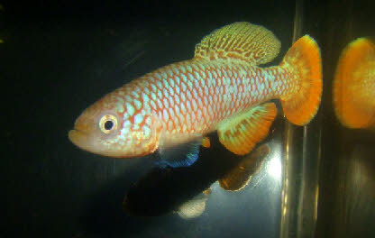 Nothobranchius kafuensis