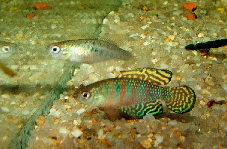 Hypsolebias gardneri