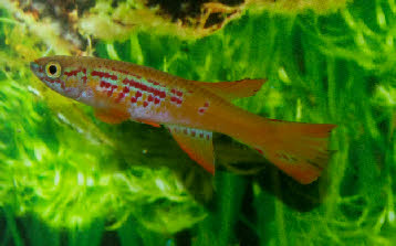 Aphyosemion sp.COFE 10-23