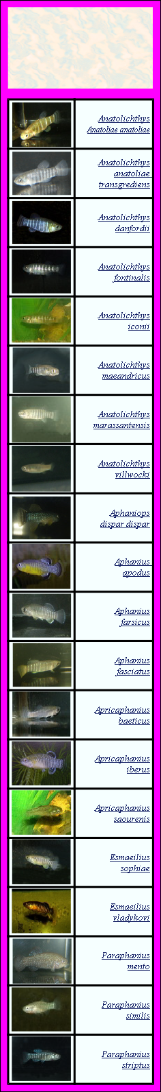 Le genre « Aphanius » a éclaté en 2020 en plusieurs nouveaux genres : Anatolichthys, 
Aphaniops, Aphanius , Apricaphanius ,  Esmaeilius, Paraphanius
Paraphanius