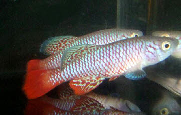 Nothobranchius watters