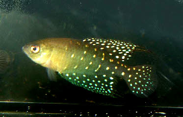 Spectrolebias brousseaui