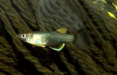 Pantanodon stuhlmanni